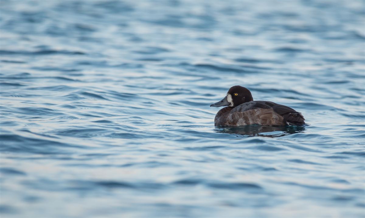 Greater Scaup