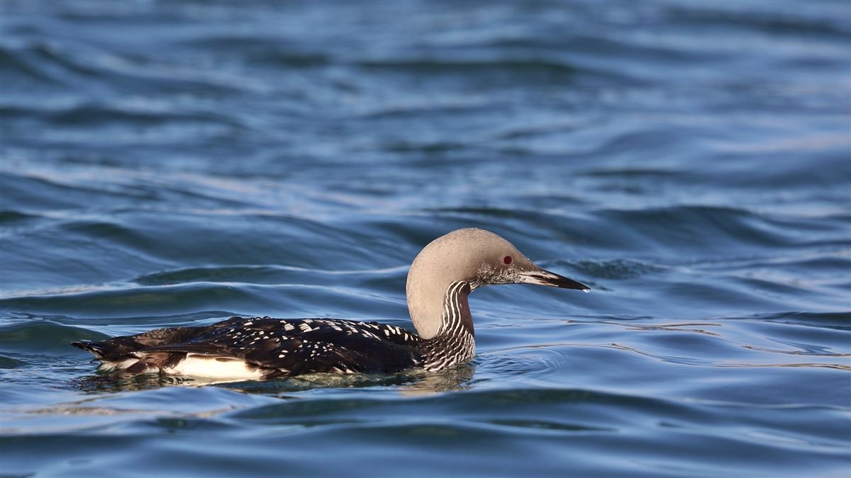 Black-throated Loon