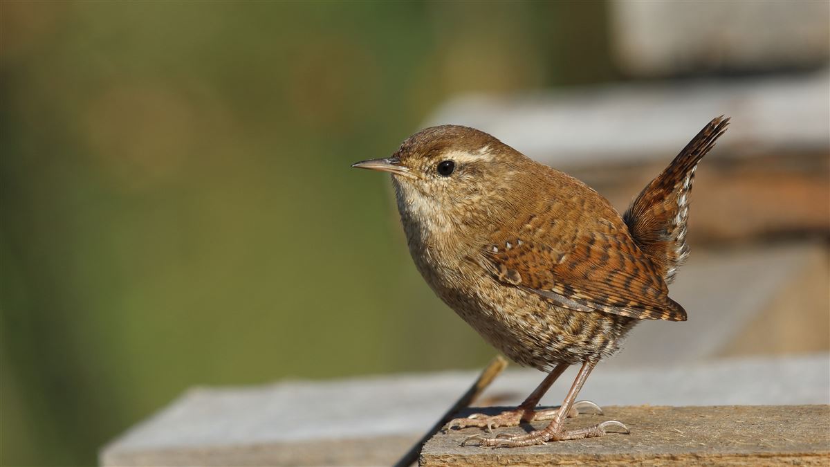 Eurasian Wren