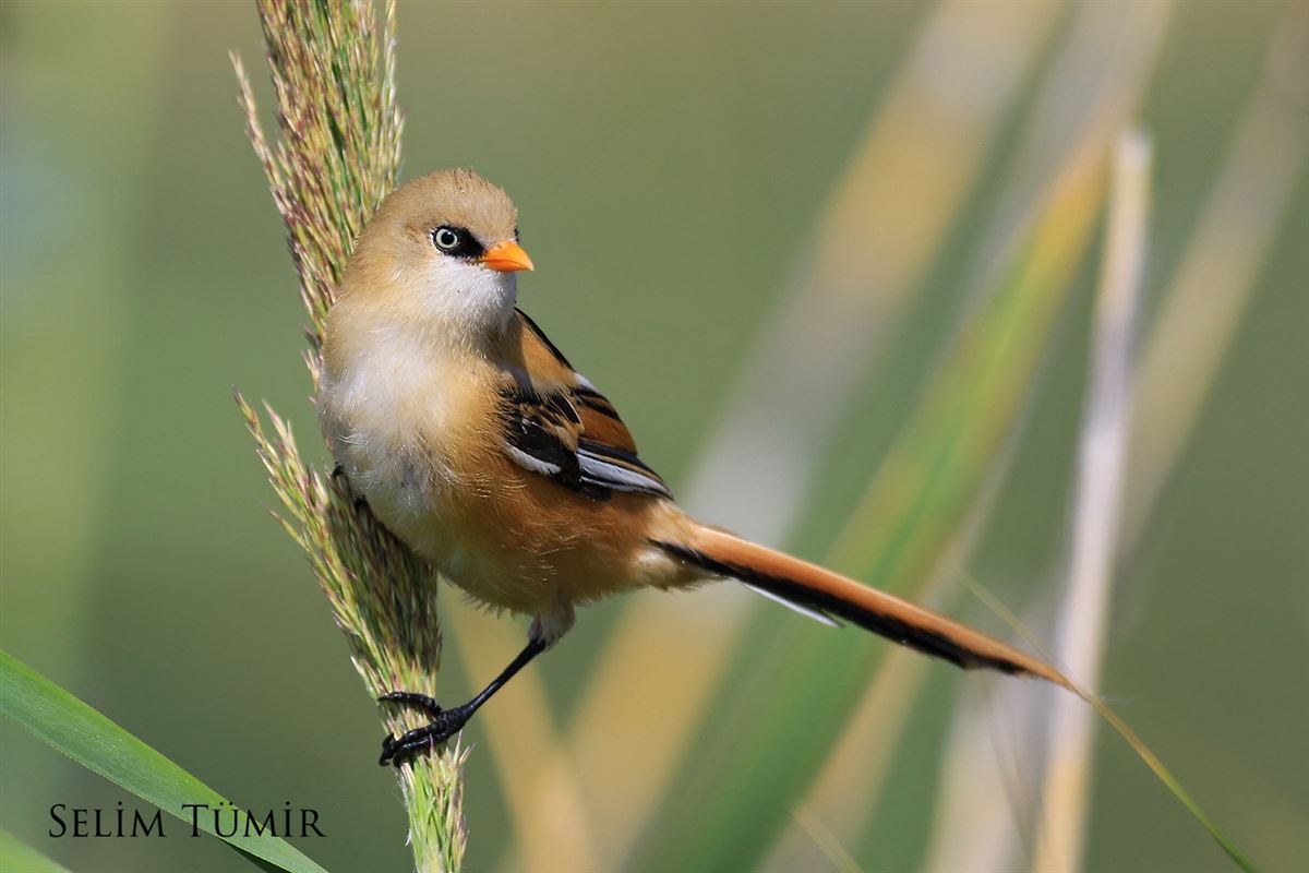 Bearded Reedling