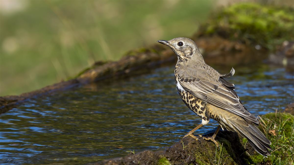 Mistle Thrush