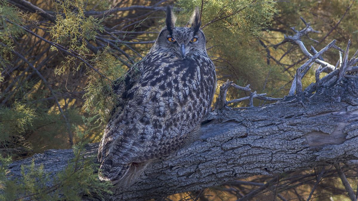 Eurasian Eagle-Owl