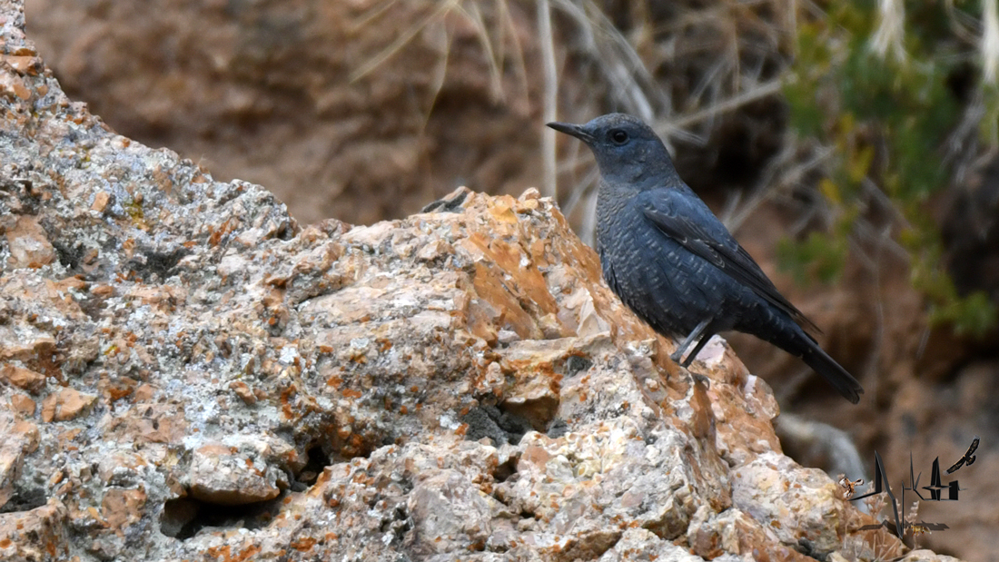 Blue Rock Thrush