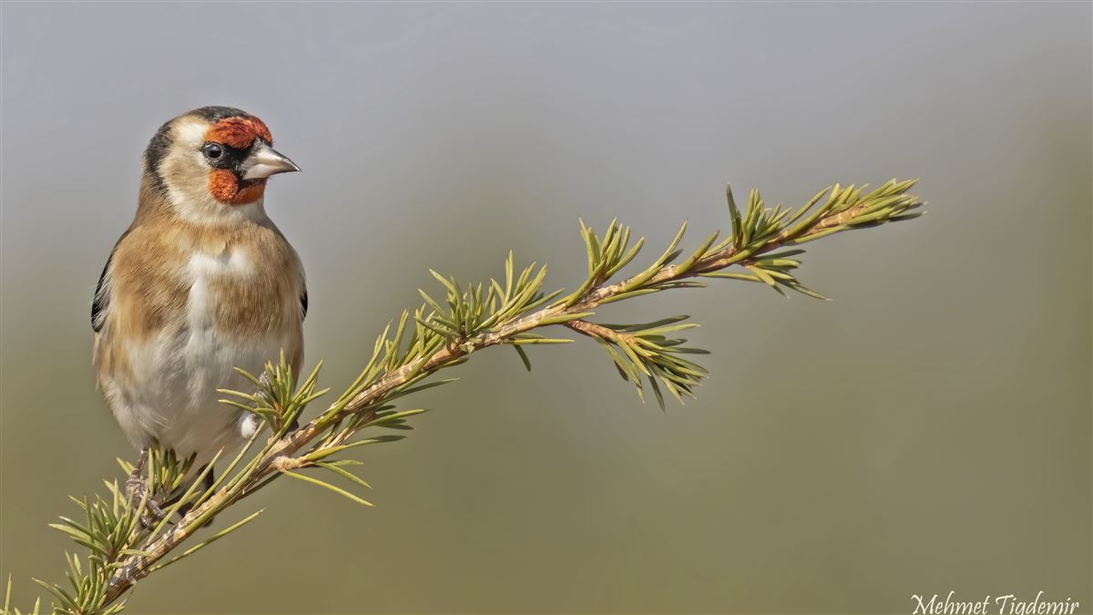European Goldfinch