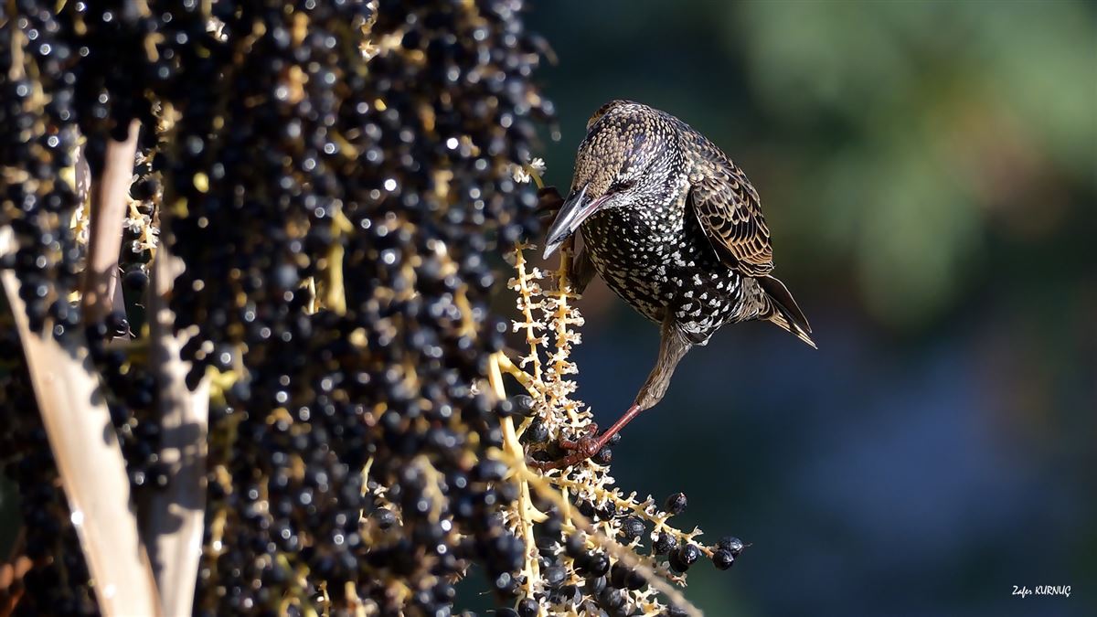 Common Starling