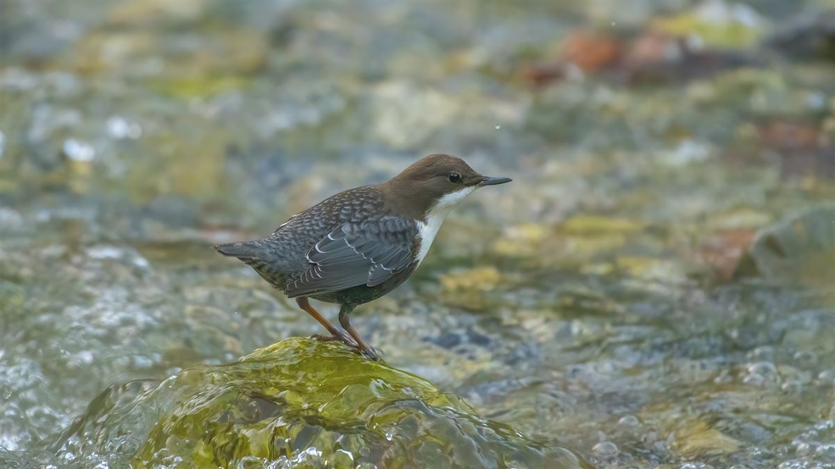White-throated Dipper