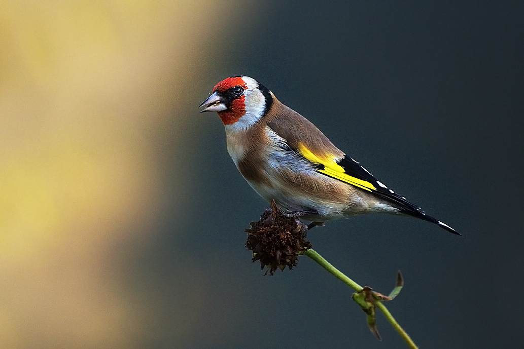 European Goldfinch