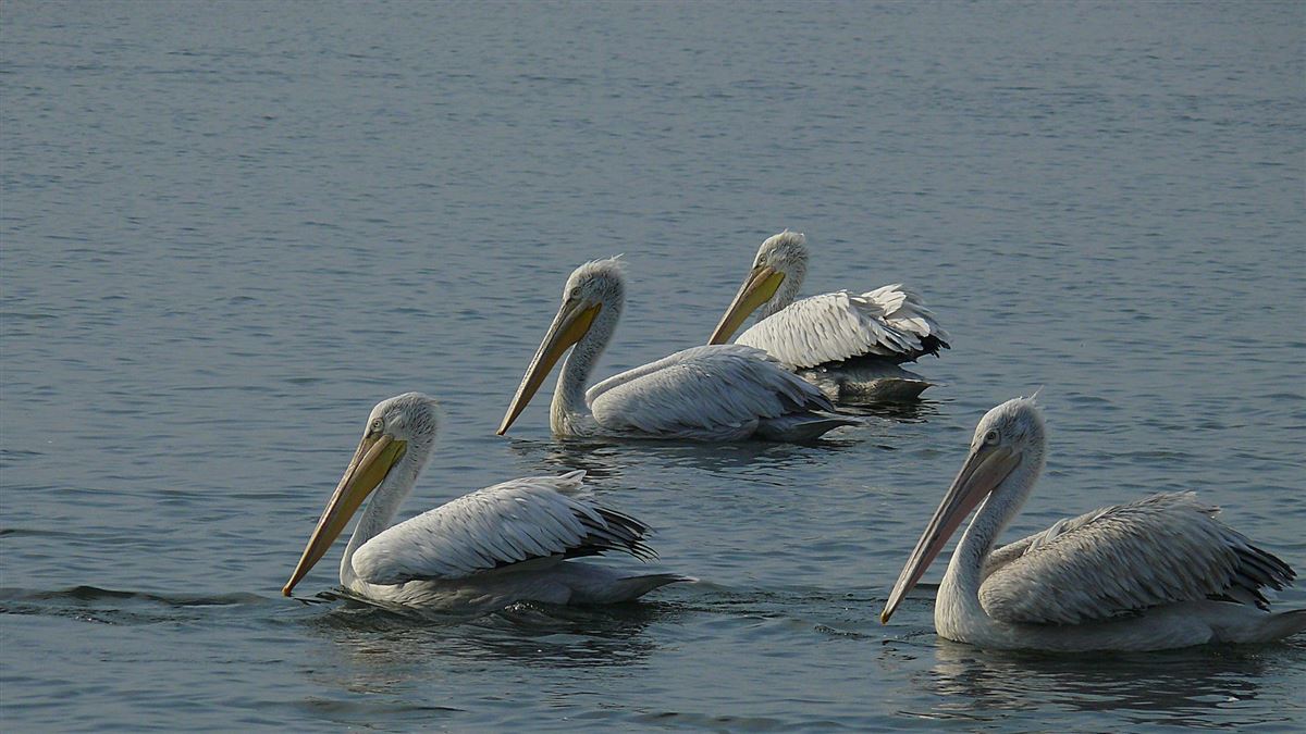 Dalmatian Pelican
