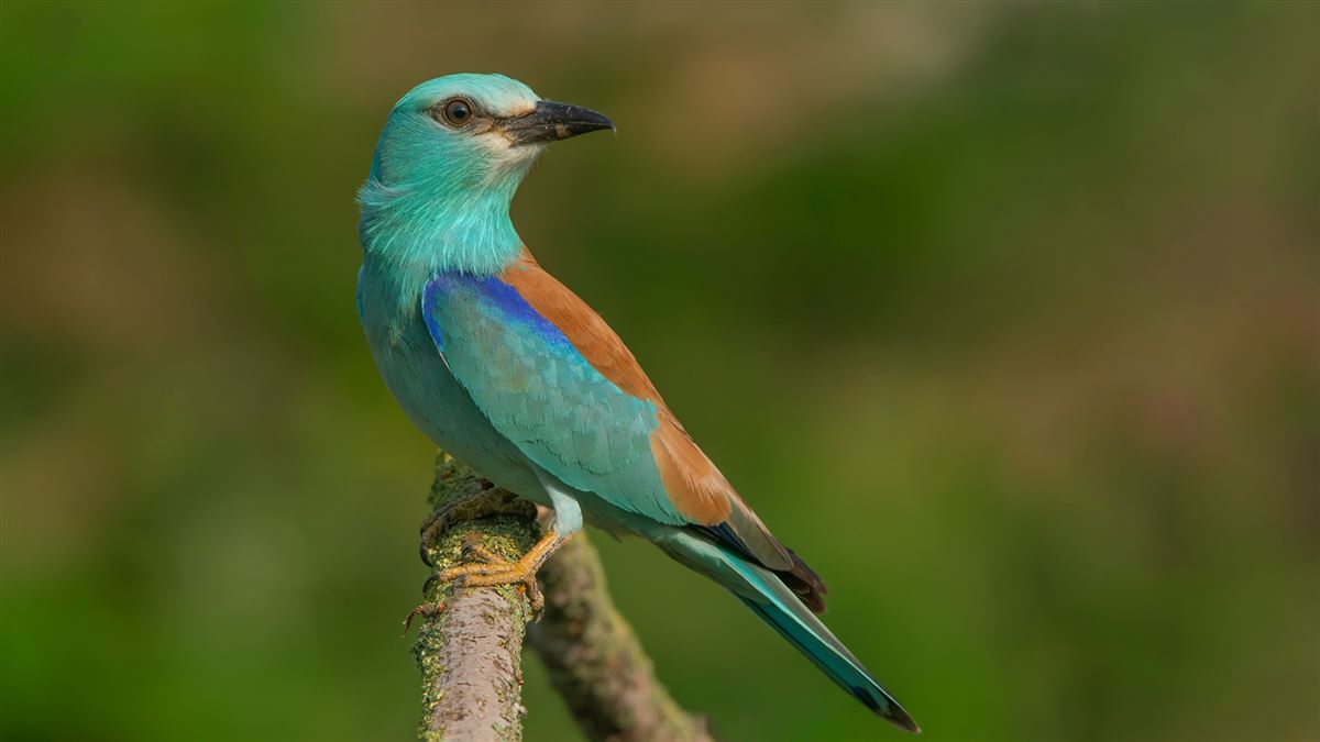 European Roller