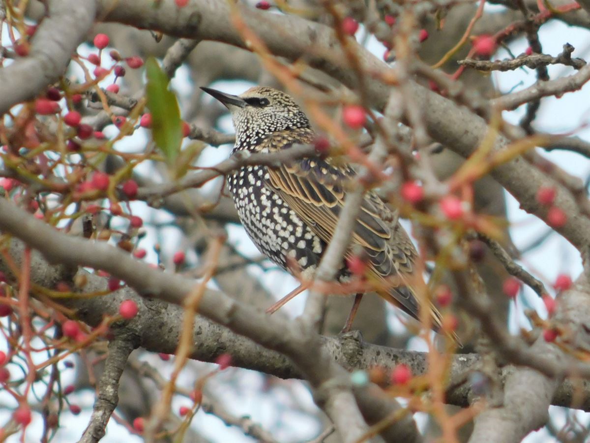 Common Starling