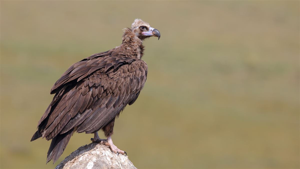 Kara Akbaba