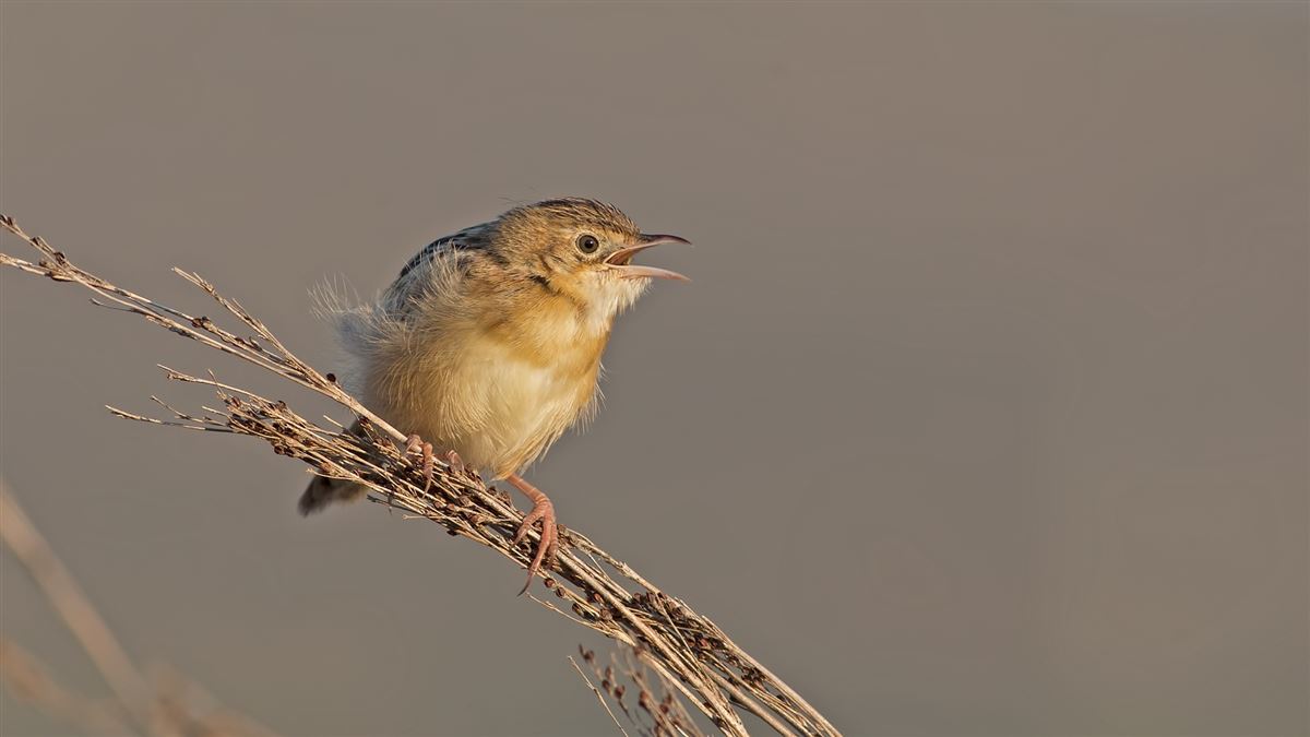 Zitting Cisticola
