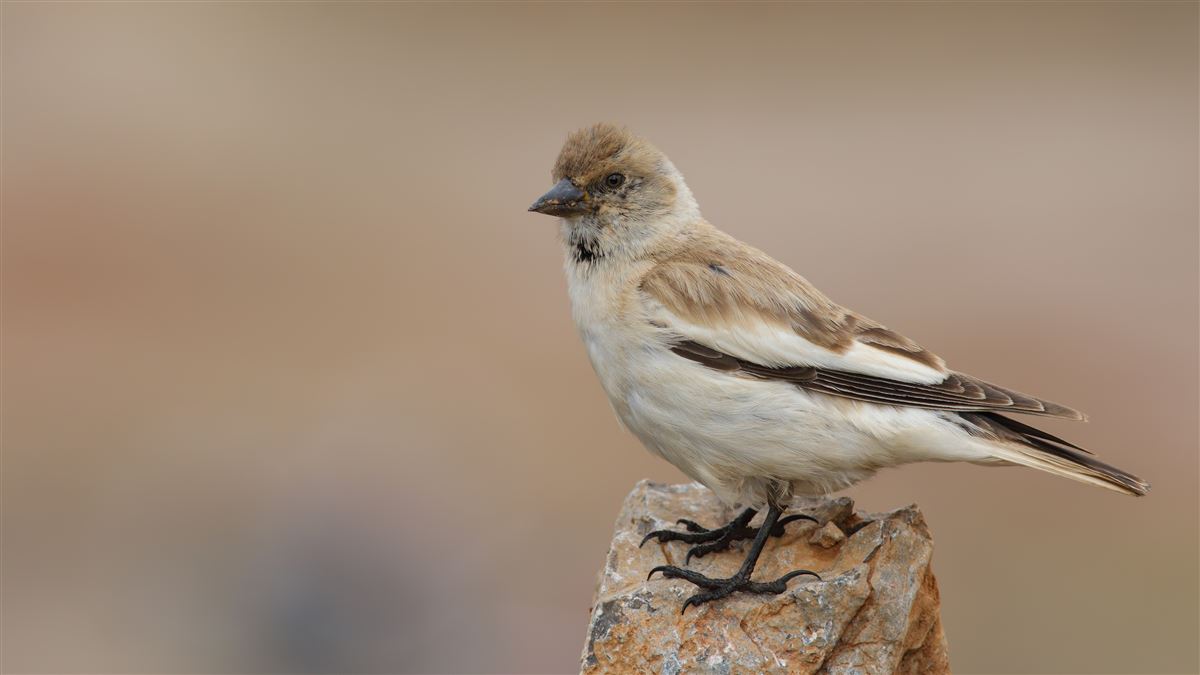White-winged Snowfinch