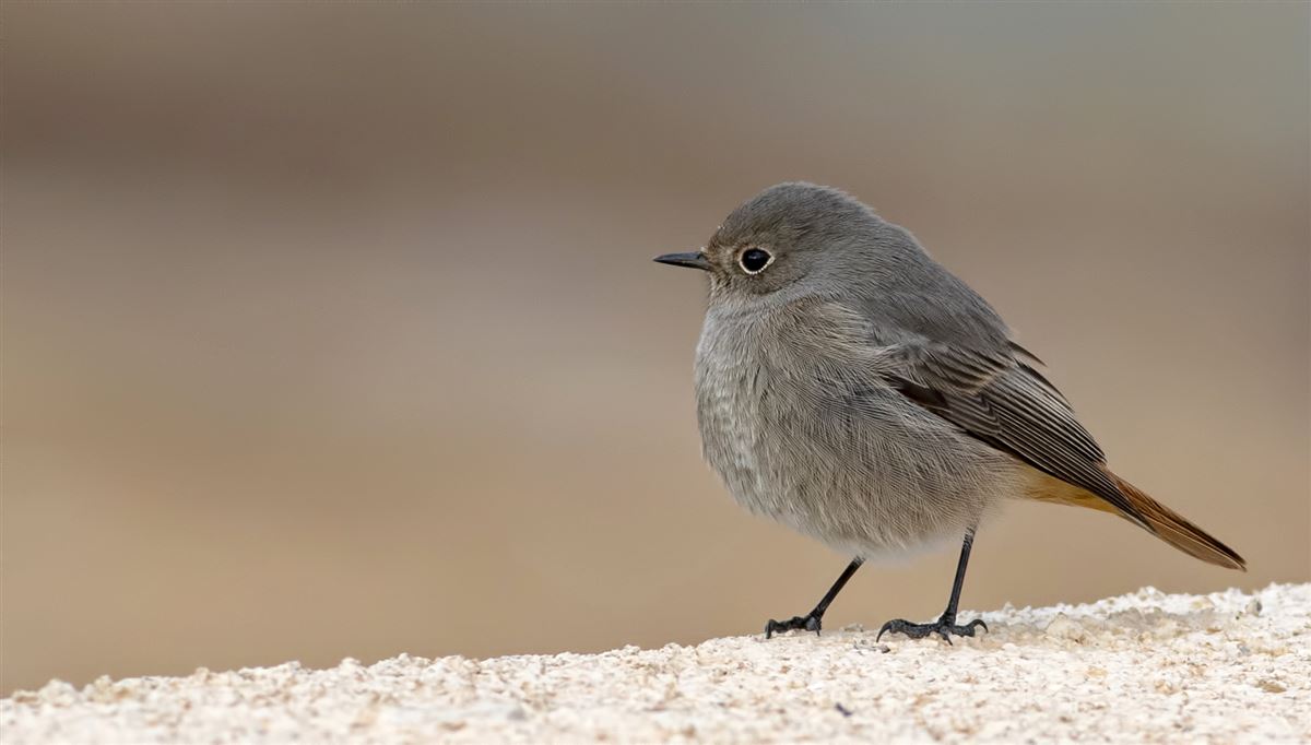 Black Redstart