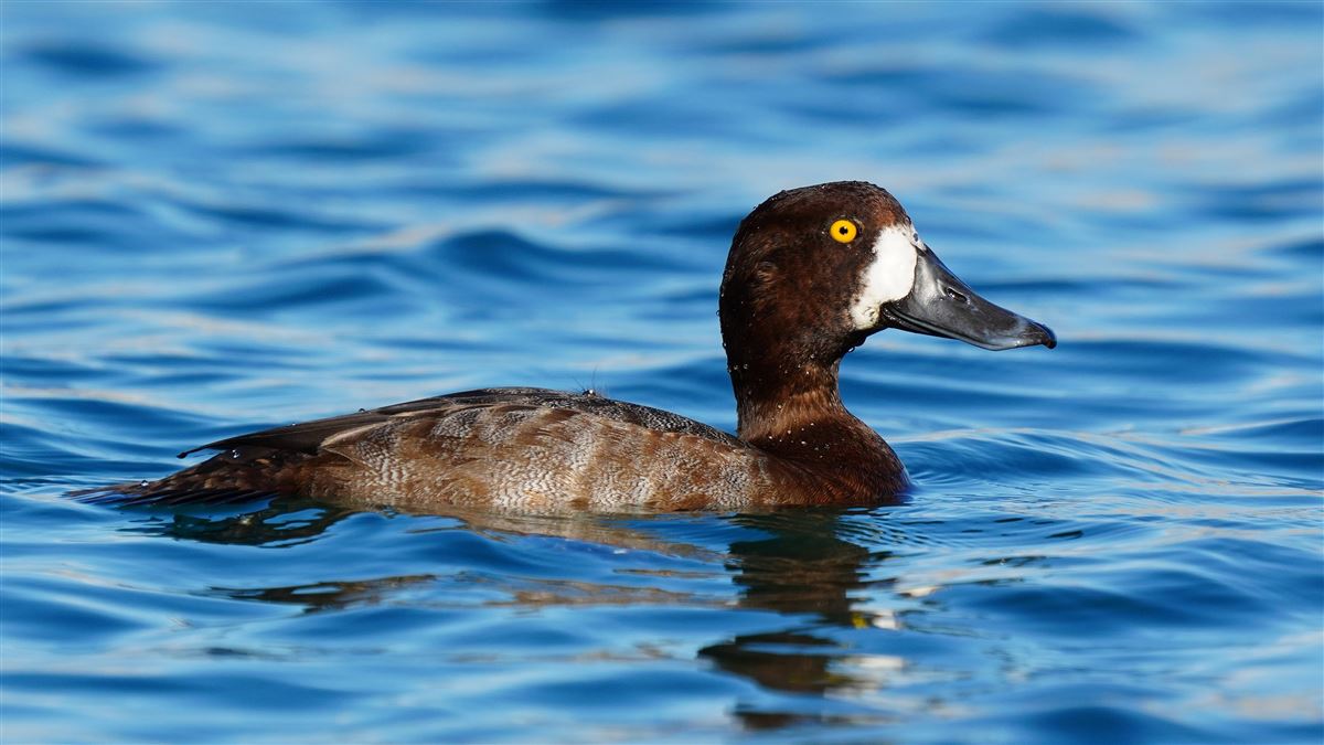 Greater Scaup