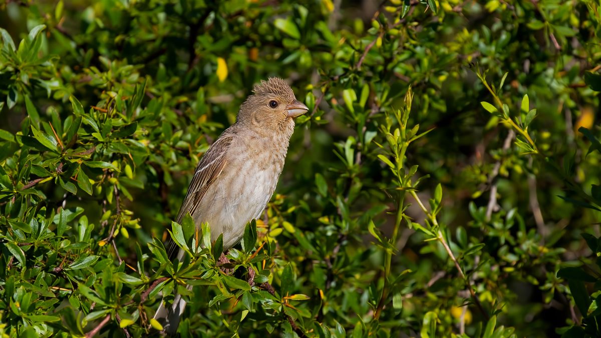 Common Rosefinch