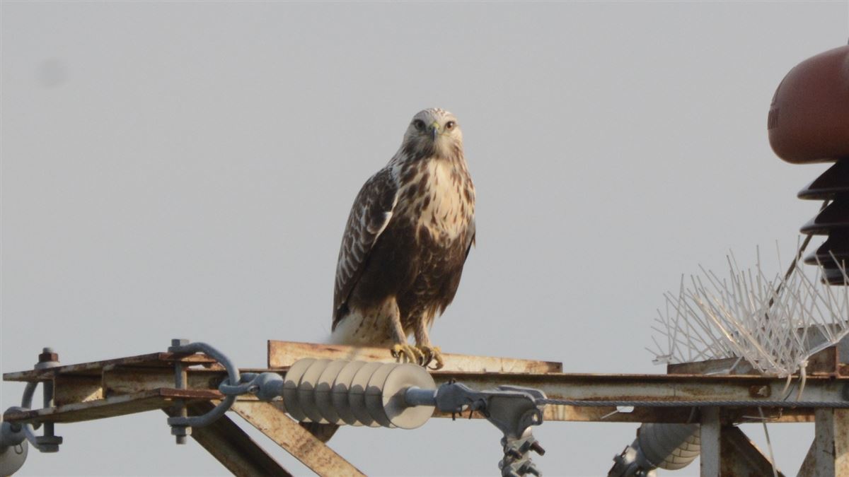 Rough-legged Buzzard