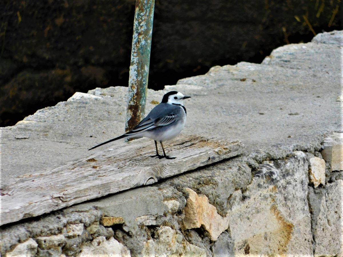 White Wagtail