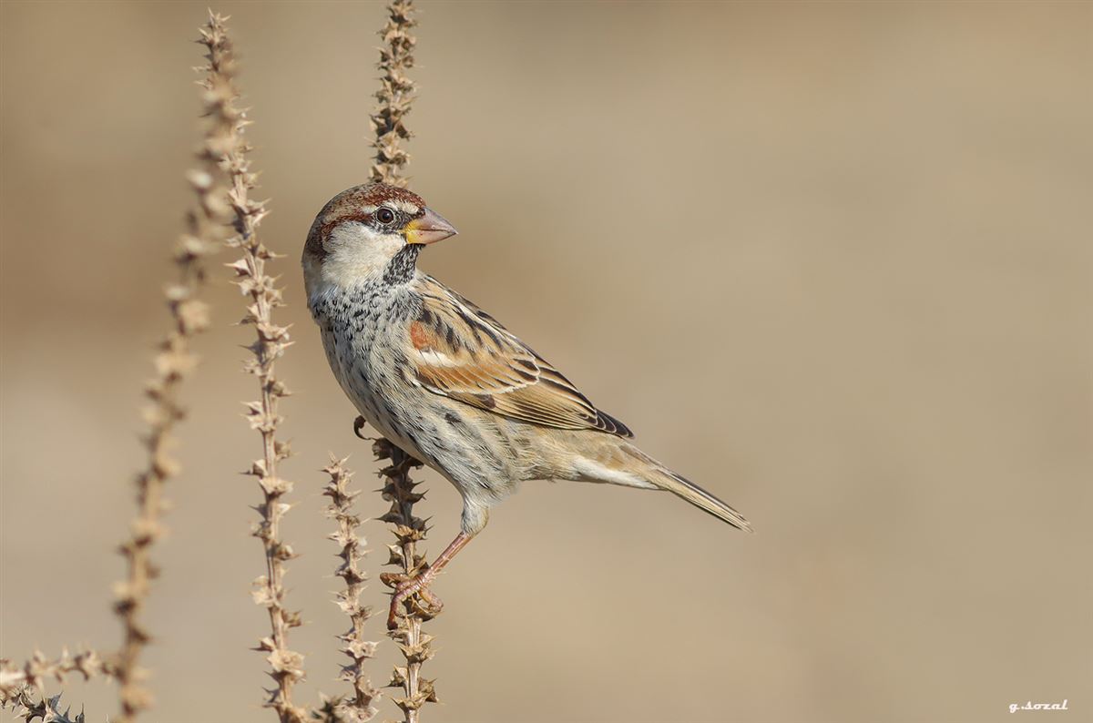 Spanish Sparrow