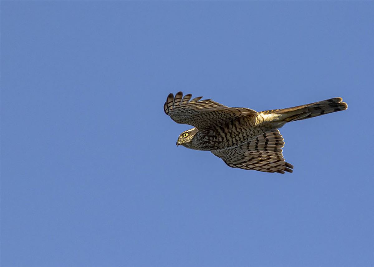 Eurasian Sparrowhawk