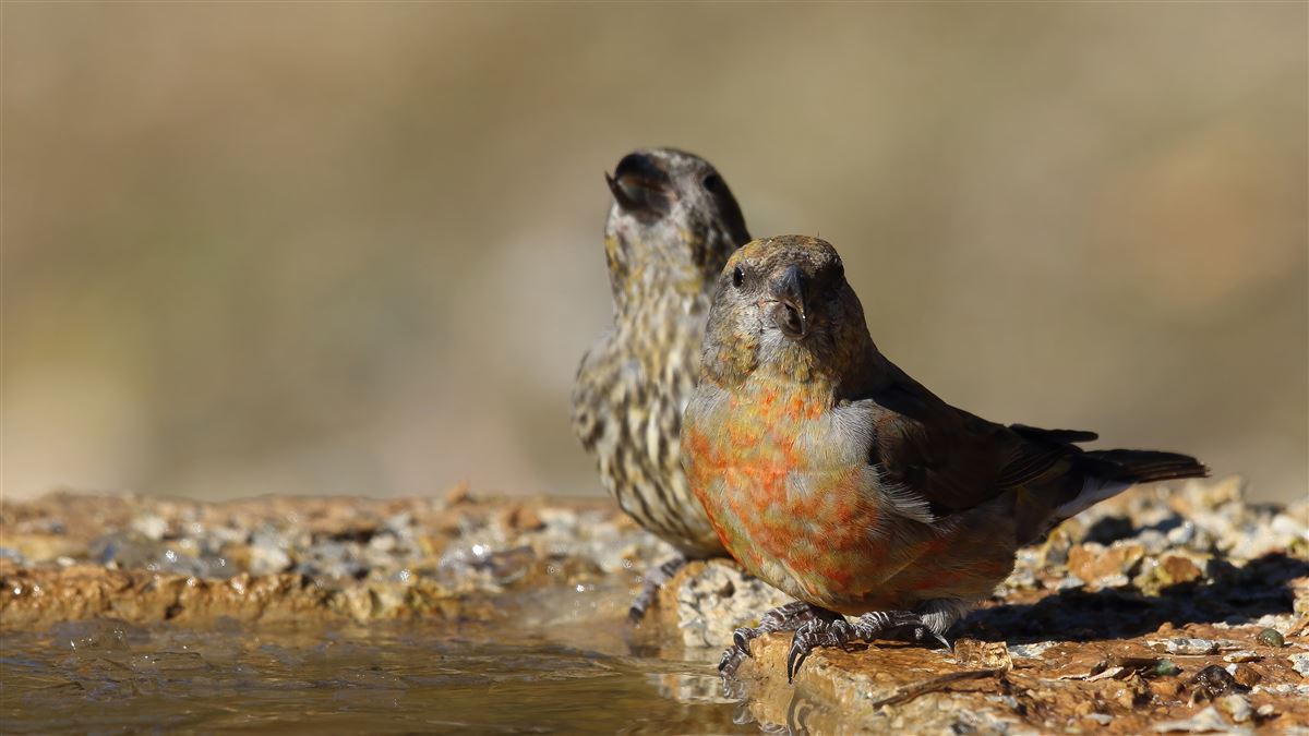 Red Crossbill