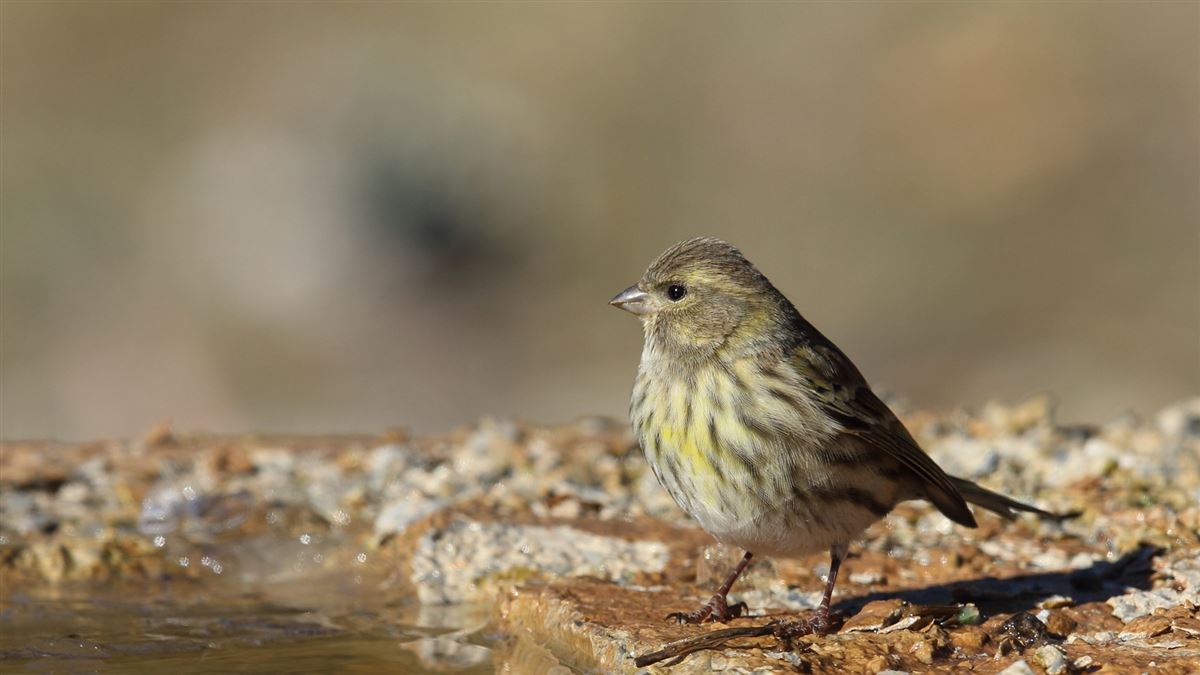 European Serin