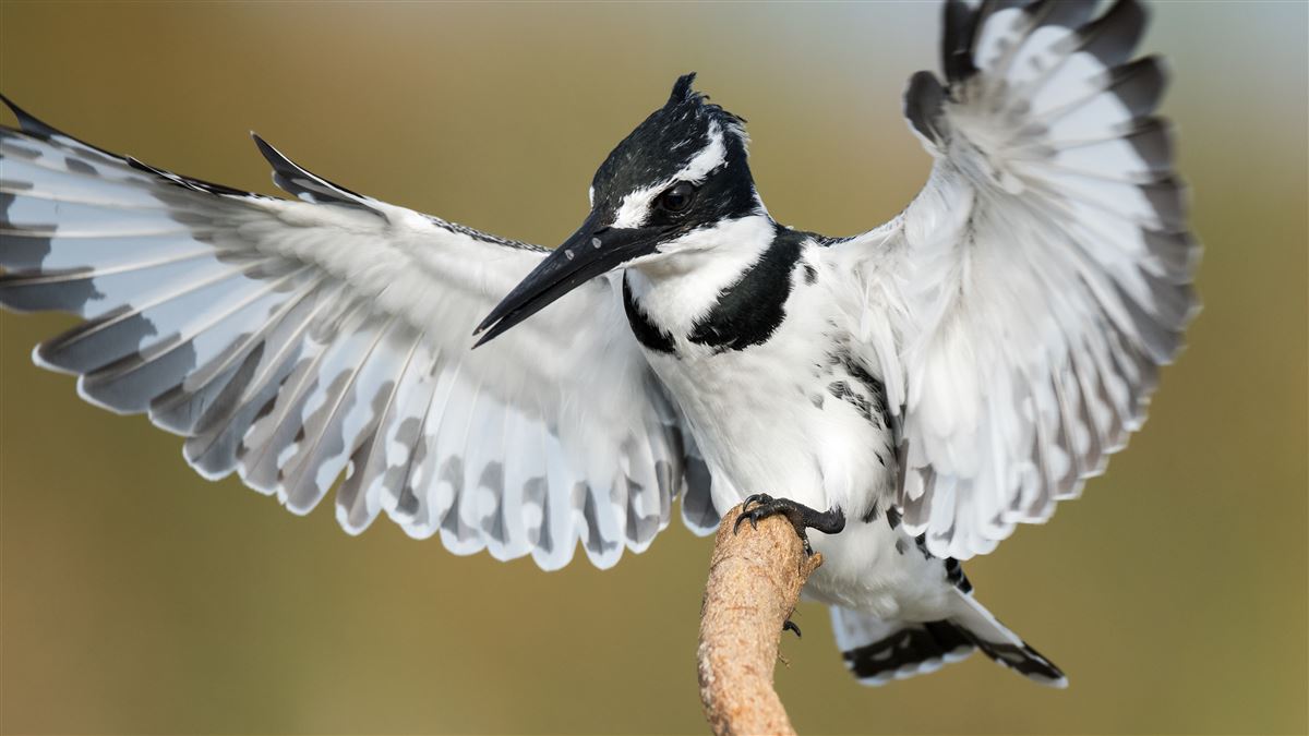 Pied Kingfisher