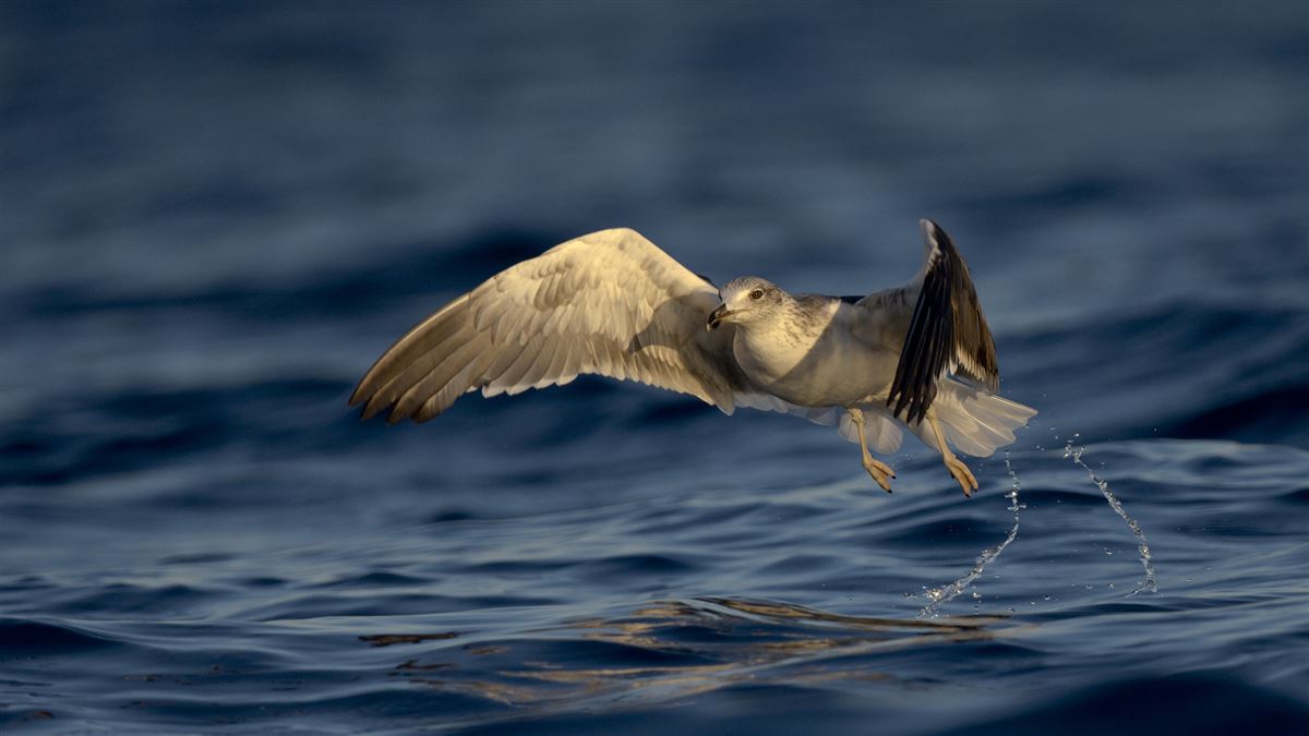 Lesser Black-backed Gull