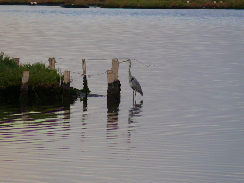Grey Heron
