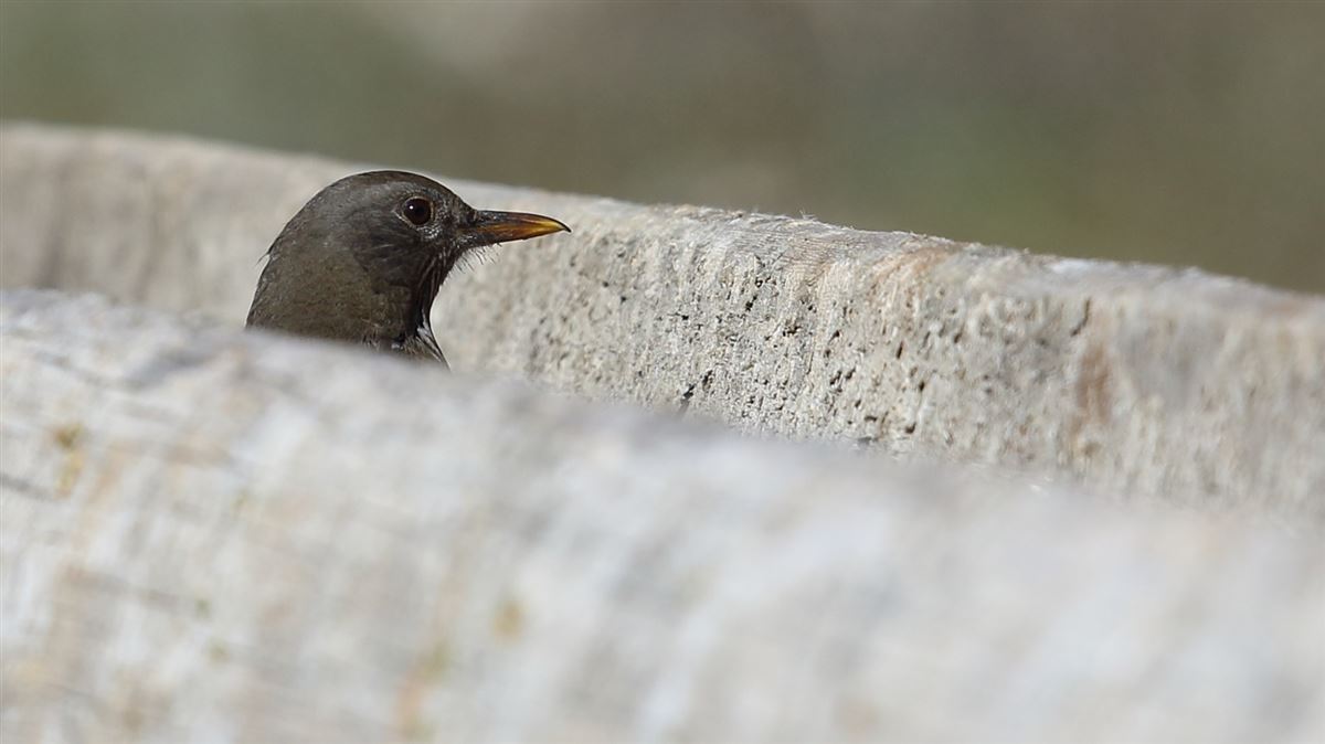 Common Blackbird