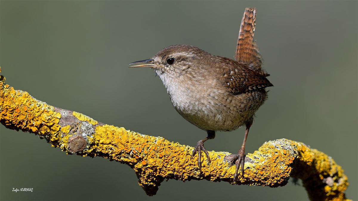 Eurasian Wren