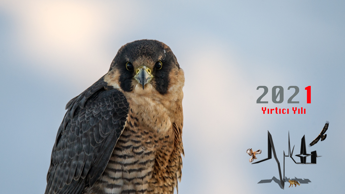 Peregrine Falcon