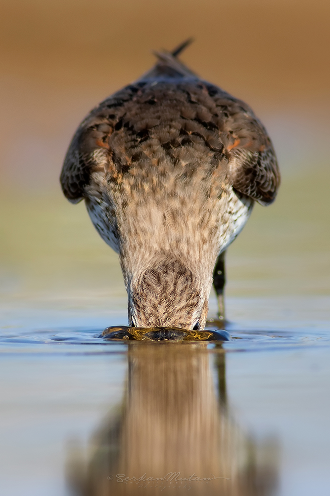 Dunlin