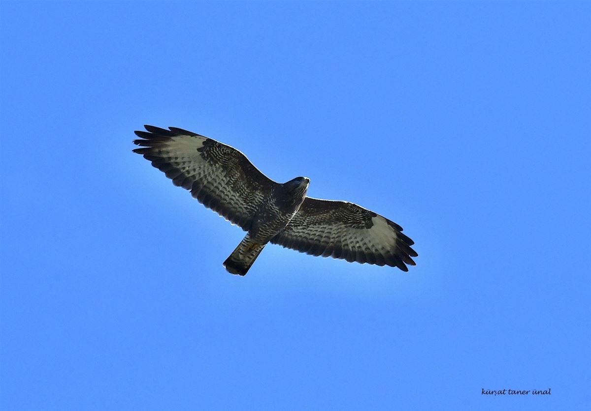 Common Buzzard