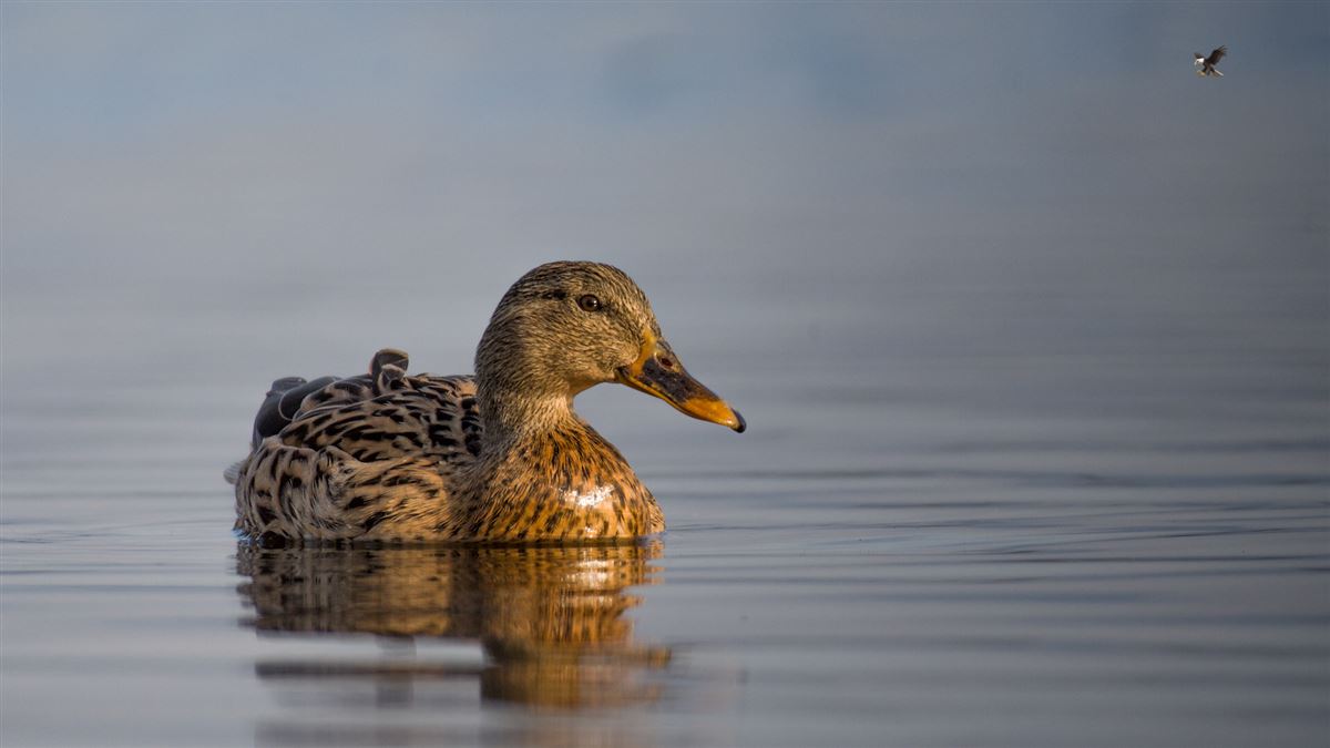 Mallard