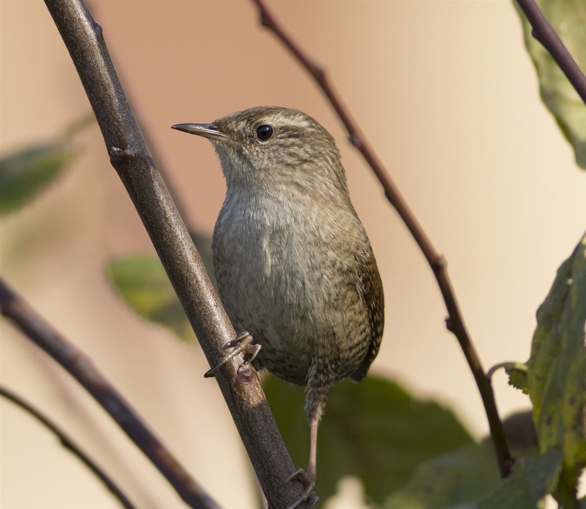 Eurasian Wren