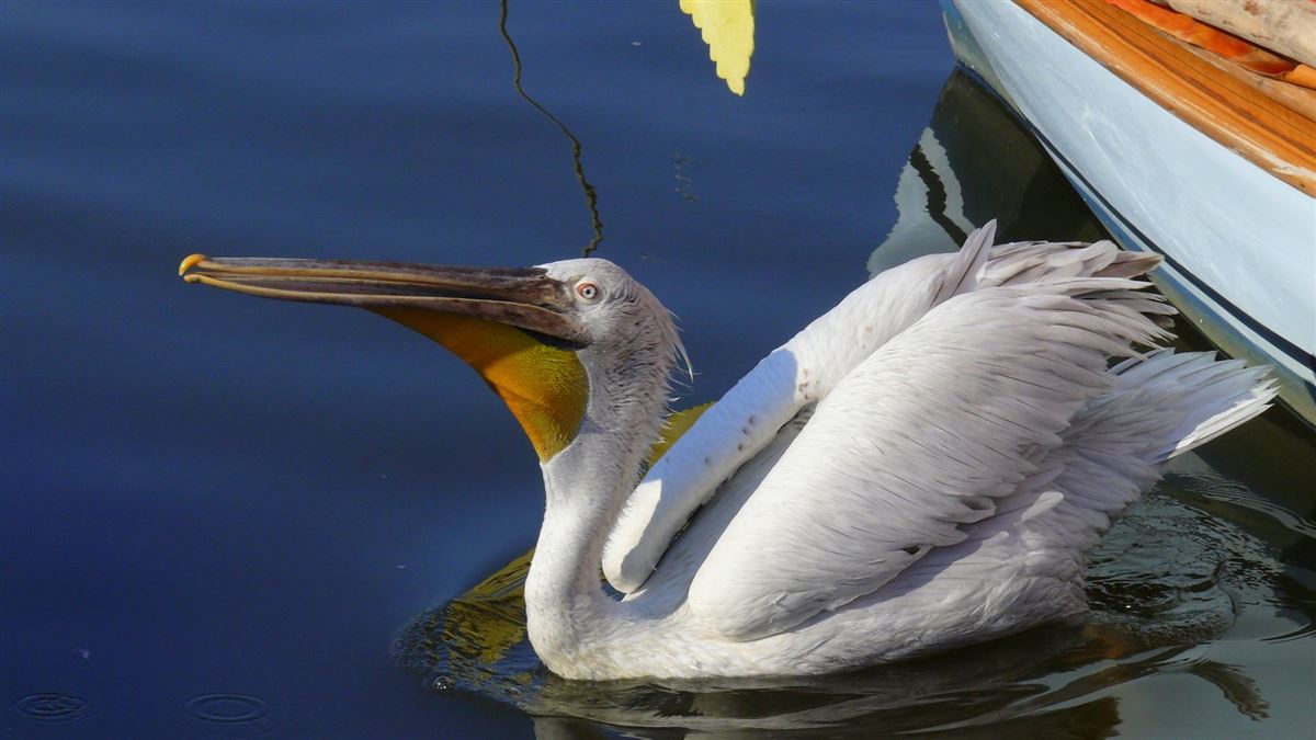 Dalmatian Pelican