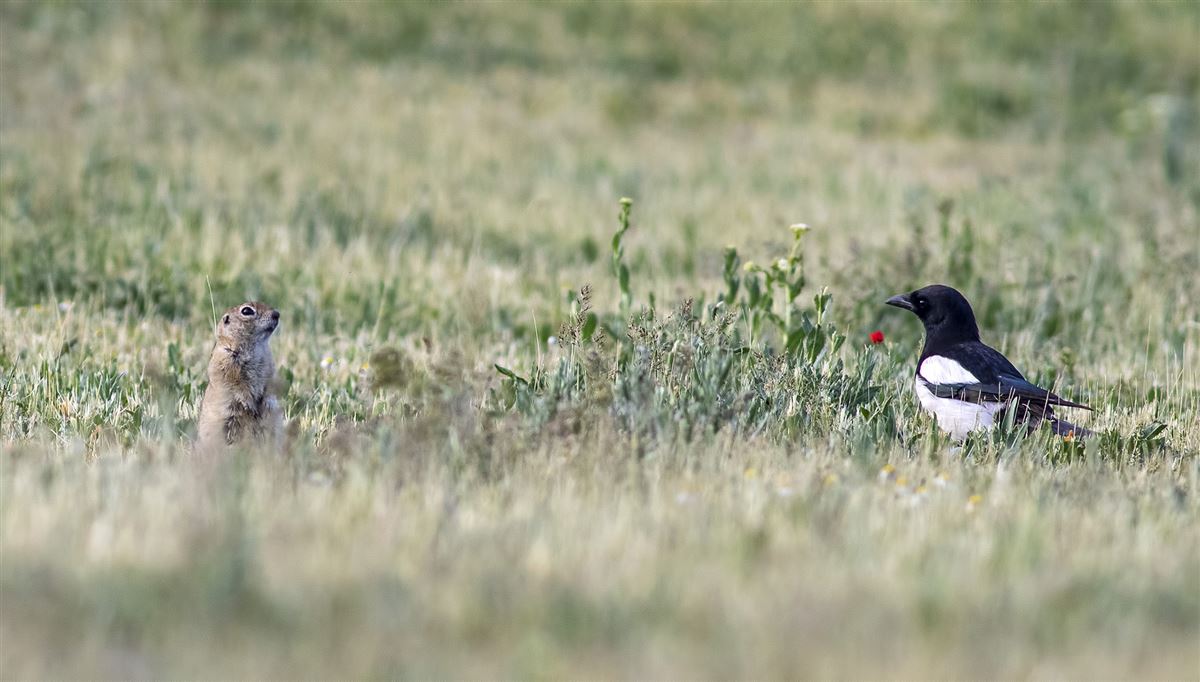 Eurasian Magpie