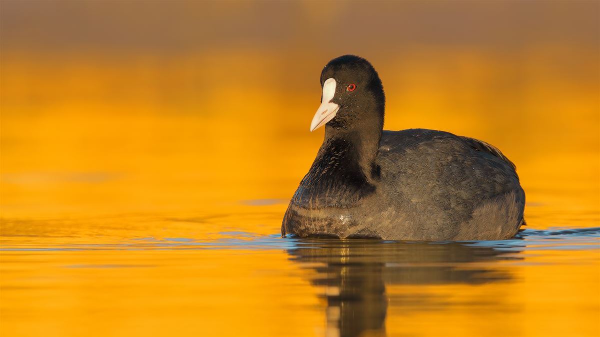 Eurasian Coot