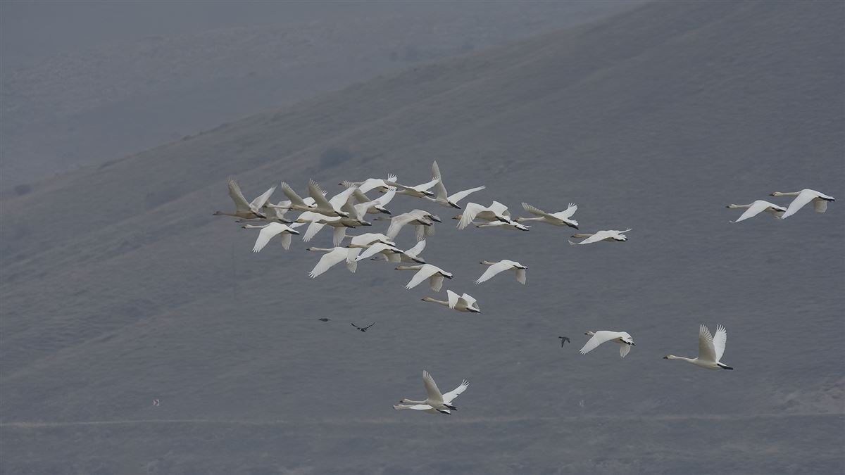 Tundra Swan