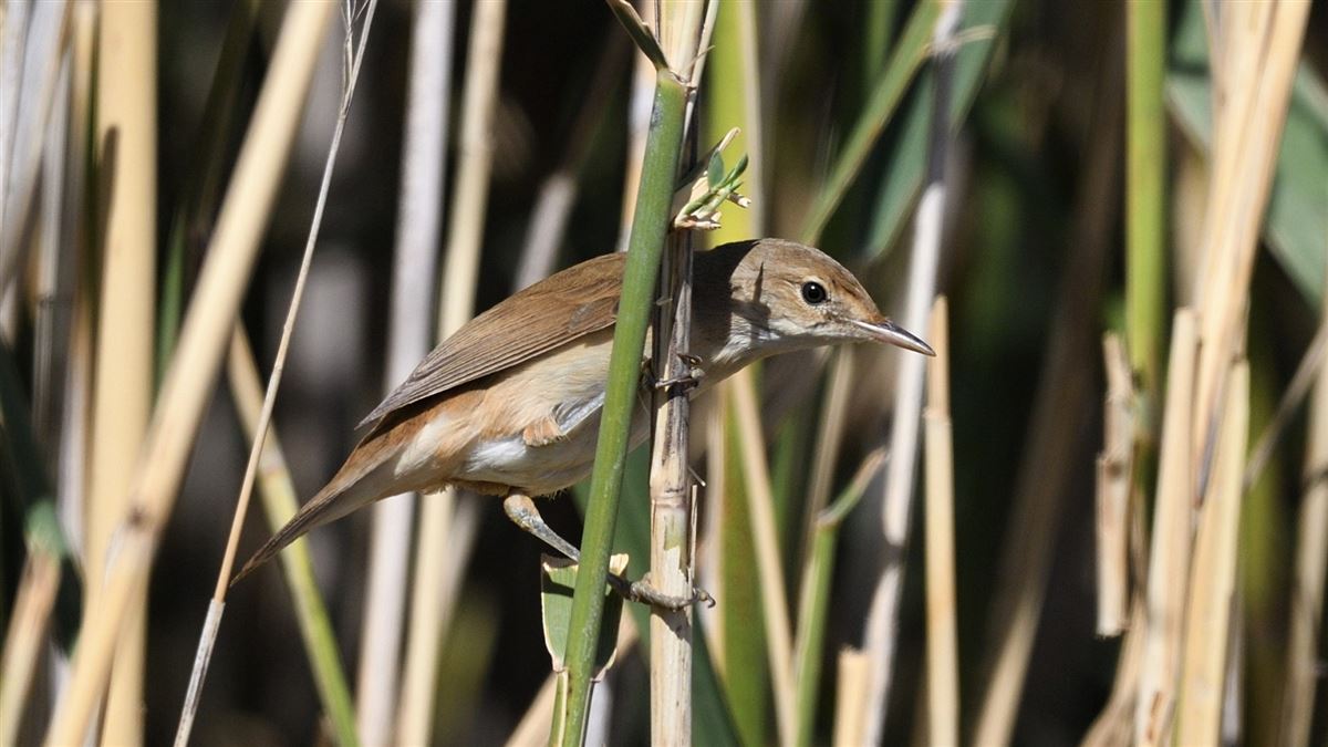 Common Reed Warbler