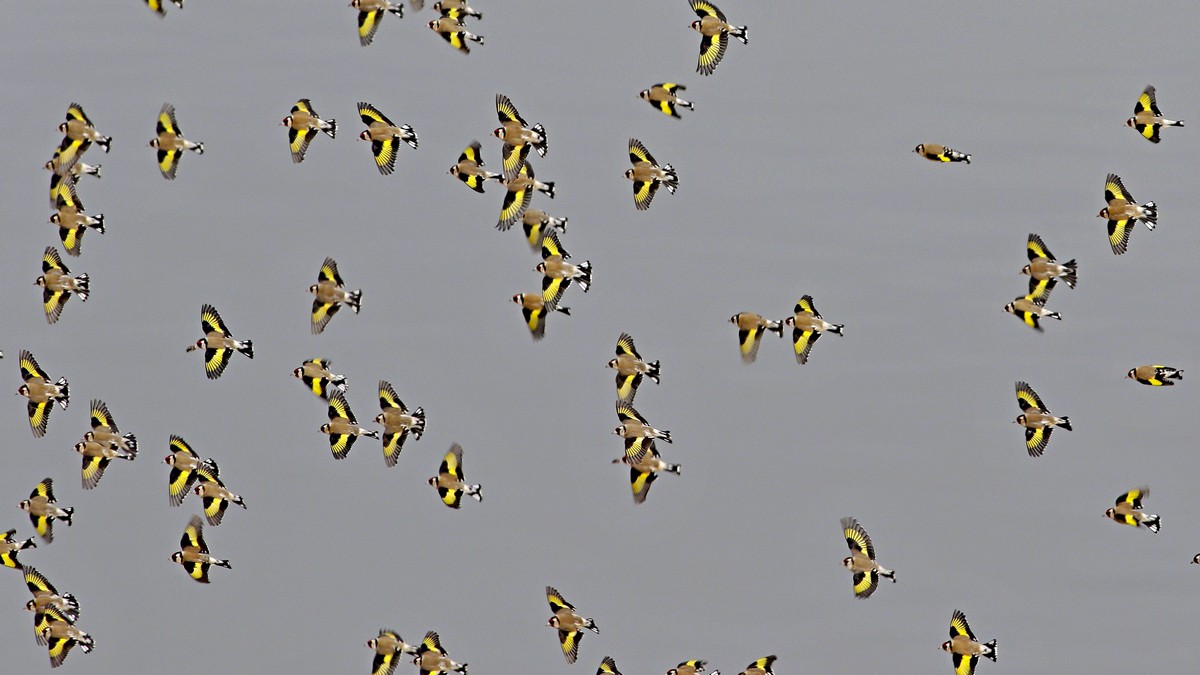 European Goldfinch