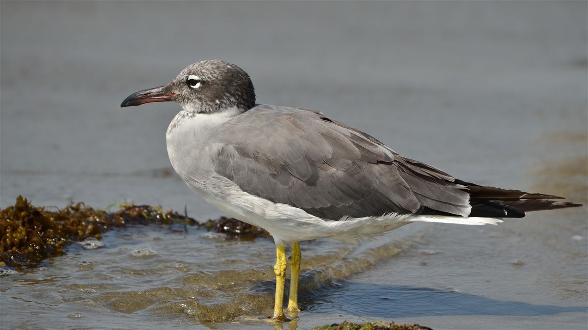 White-eyed Gull
