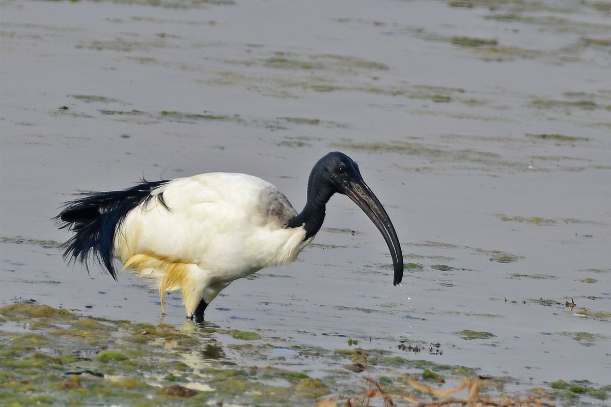 African Sacred Ibis