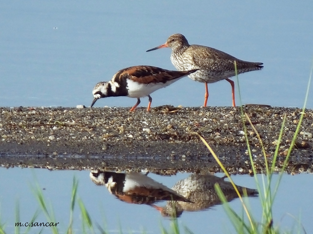 Common Redshank