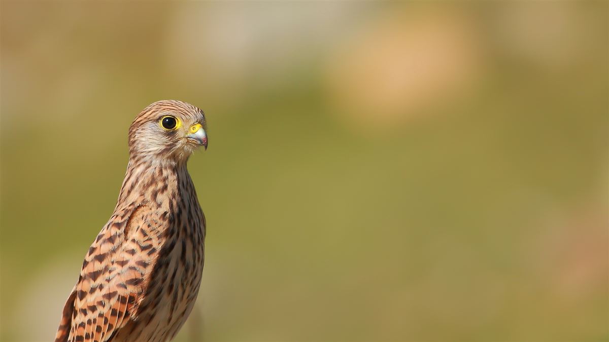 Common Kestrel