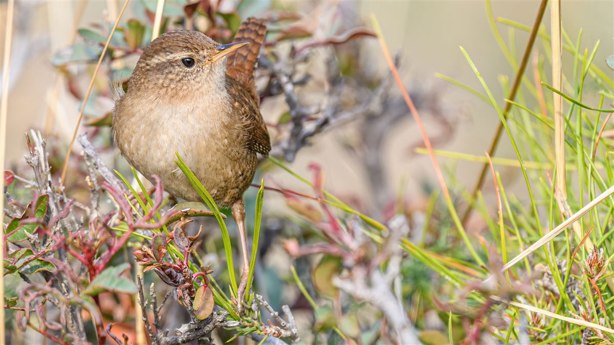 Eurasian Wren