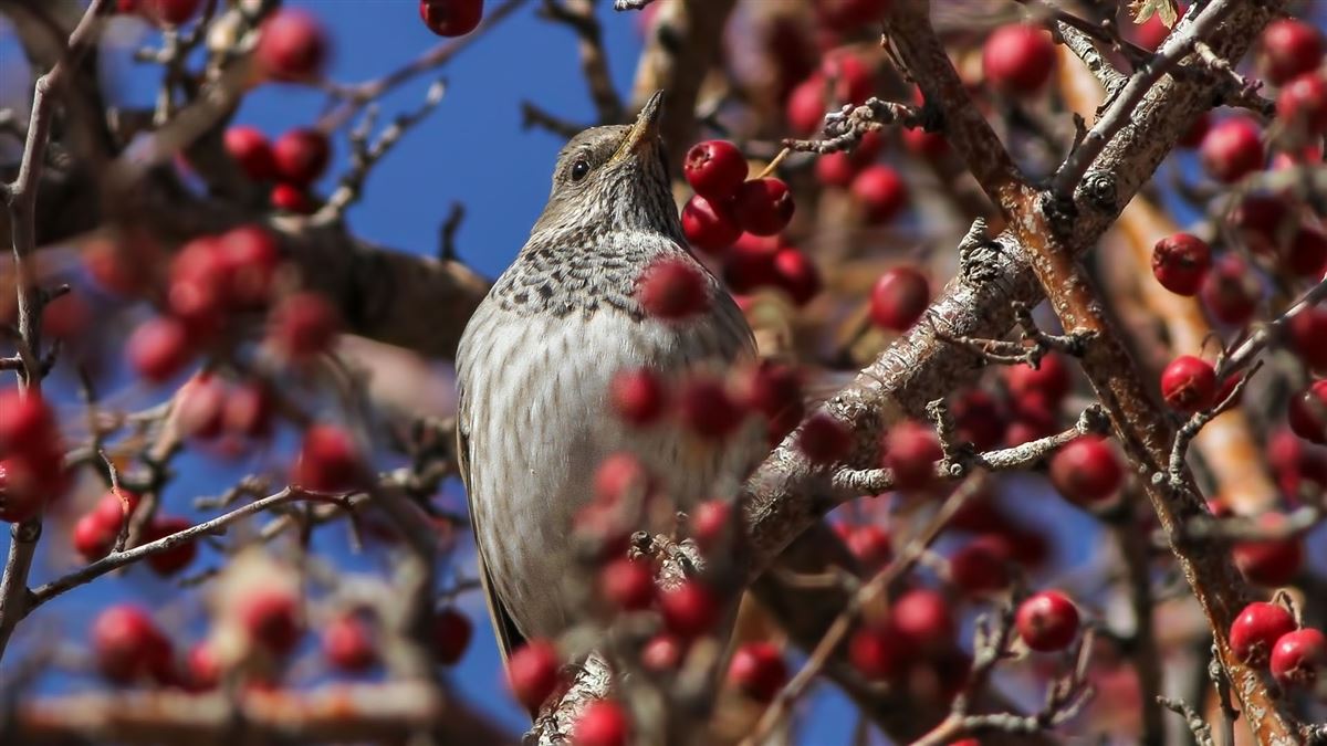 Black-throated Thrush