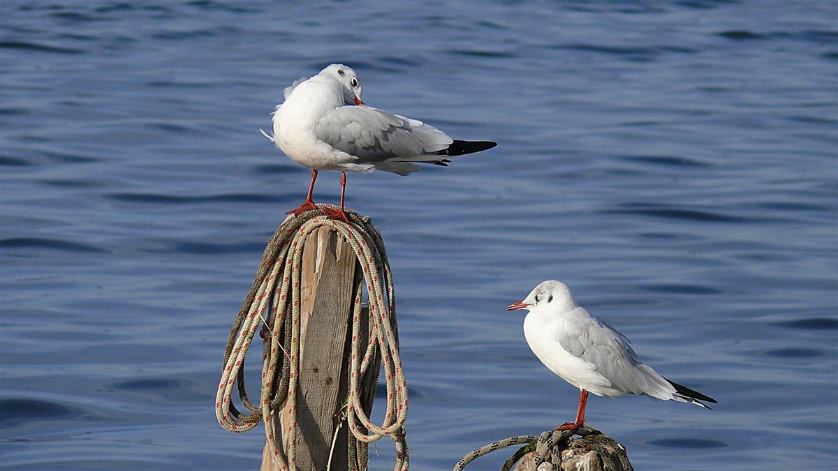 Black-headed Gull