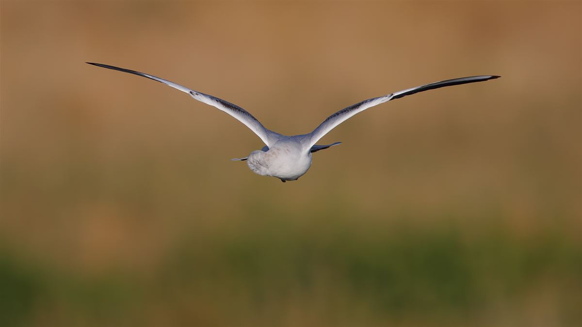 Black-headed Gull